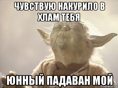чувствую накурило в хлам тебя юнный падаван мой, Мем Йода
