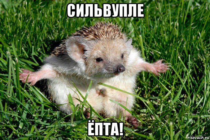 сильвупле ёпта!, Мем Ёж