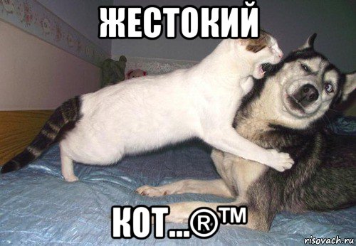 жестокий кот…®™, Мем ЖЕСТОКИЙ