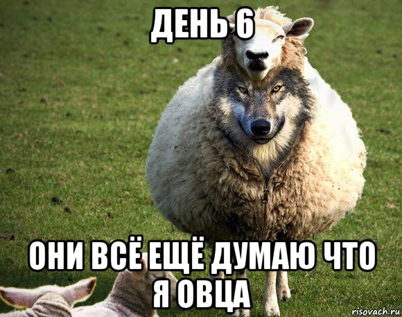 день 6 они всё ещё думаю что я овца, Мем Злая Овца