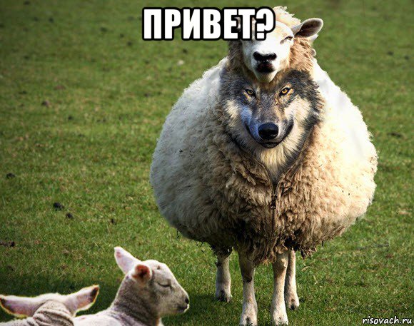 привет? , Мем Злая Овца