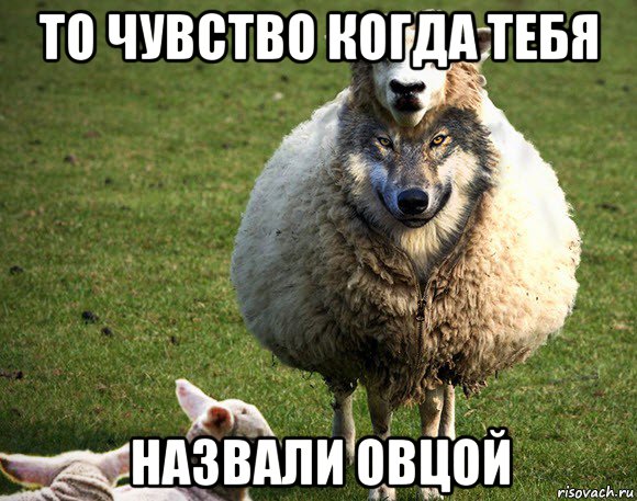 то чувство когда тебя назвали овцой, Мем Злая Овца