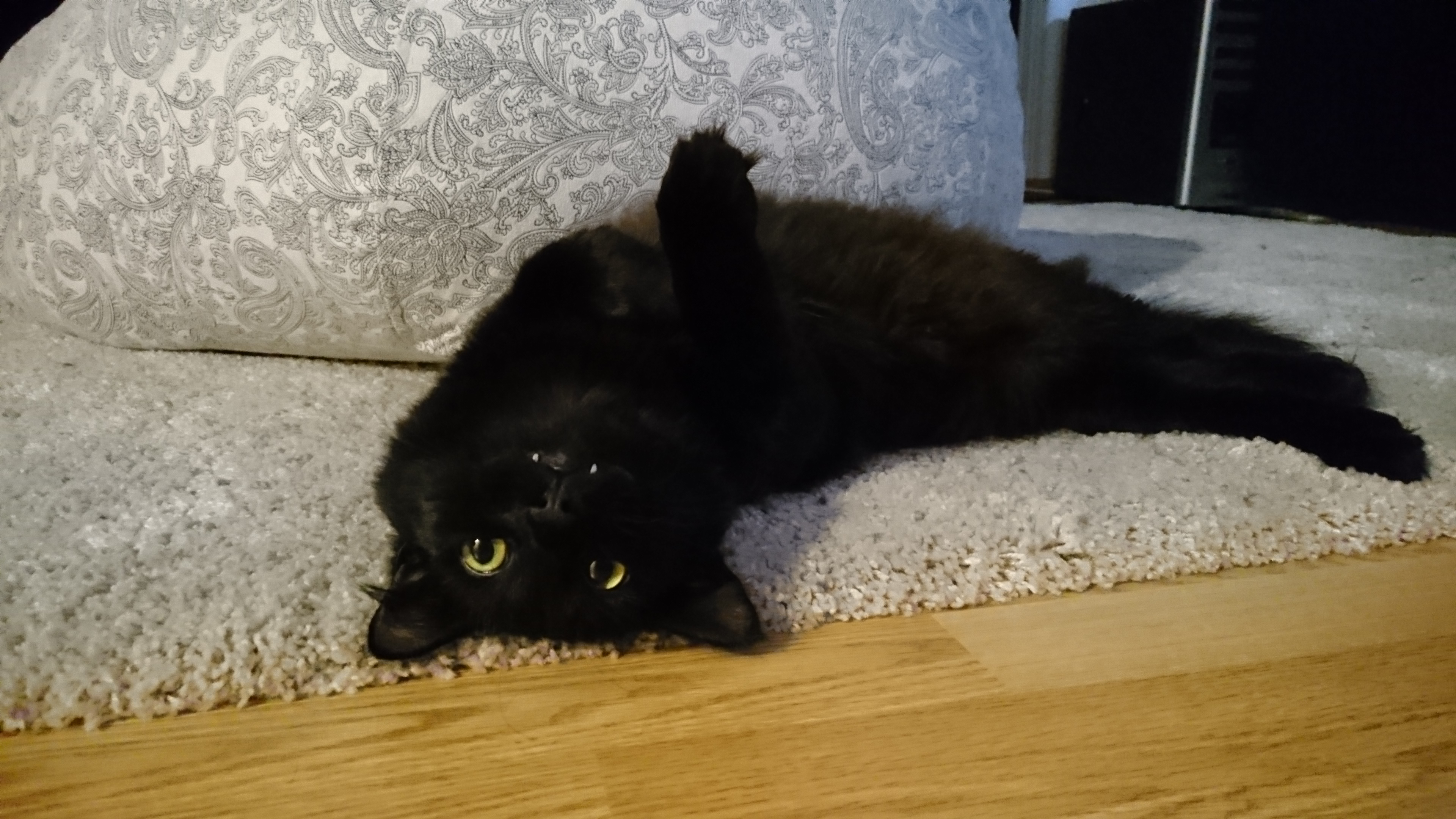 Кот лютик