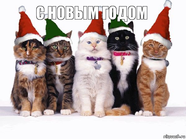 с новым годом , Комикс Новогодние коты
