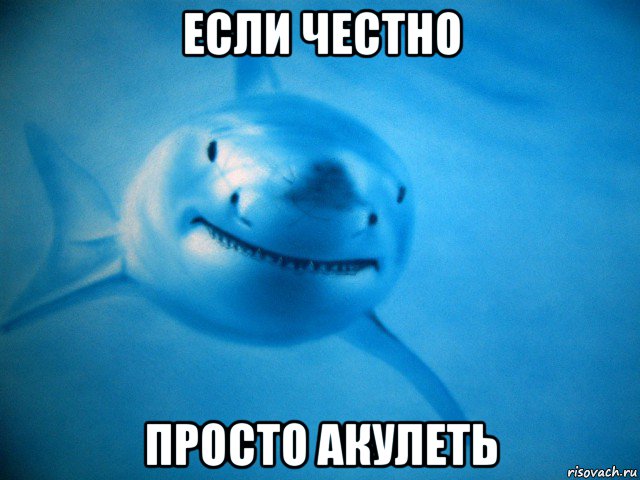 если честно просто акулеть, Мем Акула