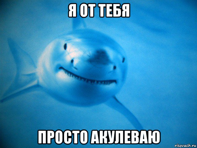 я от тебя просто акулеваю, Мем Акула
