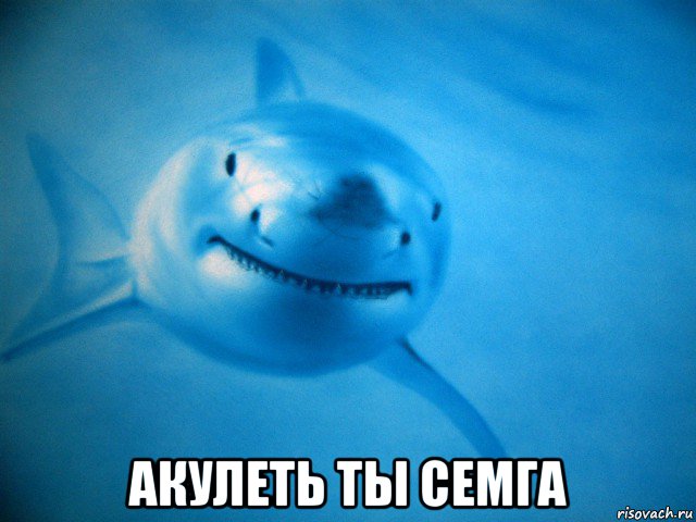  акулеть ты семга, Мем Акула