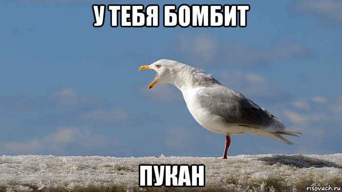 у тебя бомбит пукан