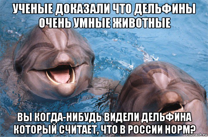 ученые доказали что дельфины очень умные животные вы когда-нибудь видели дельфина который считает, что в россии норм?
