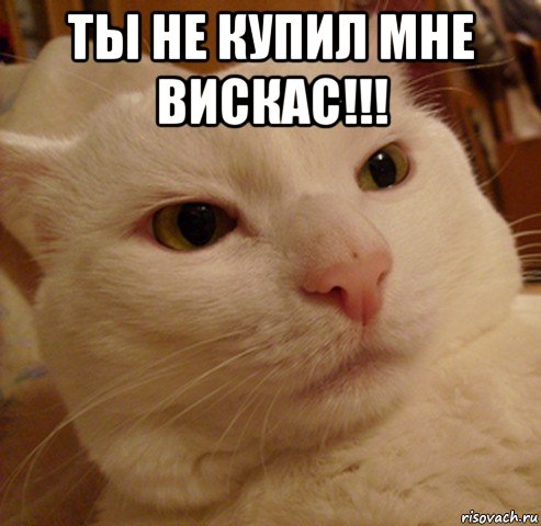 ты не купил мне вискас!!! , Мем Дерзкий котэ