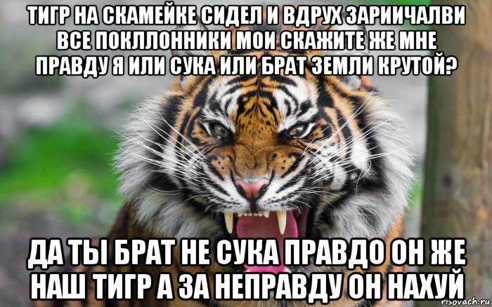 тигр на скамейке сидел и вдрух зариичалви все покллонники мои скажите же мне правду я или сука или брат земли крутой? да ты брат не сука правдо он же наш тигр а за неправду он нахуй, Мем ДЕРЗКИЙ ТИГР