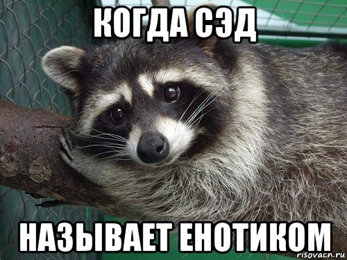 когда сэд называет енотиком