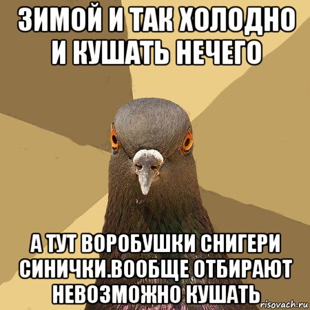 зимой и так холодно и кушать нечего а тут воробушки снигери синички.вообще отбирают невозможно кушать, Мем голубь