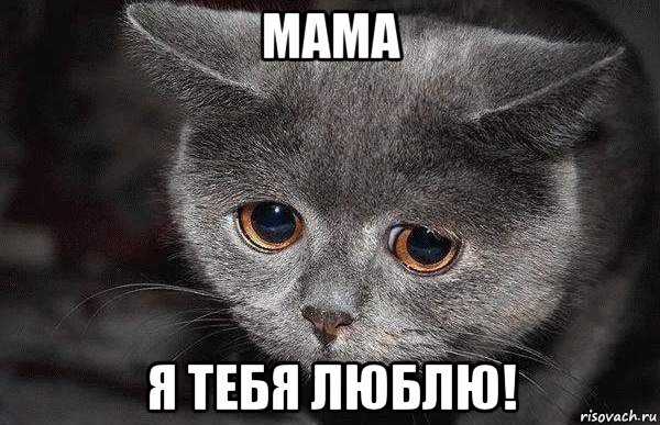 мама я тебя люблю!, Мем  Грустный кот
