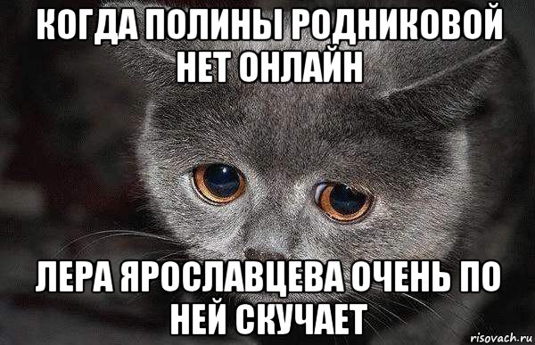 когда полины родниковой нет онлайн лера ярославцева очень по ней скучает, Мем  Грустный кот