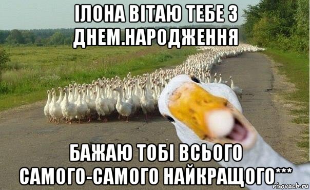 ілона вітаю тебе з днем.народження бажаю тобі всього самого-самого найкращого***, Мем гуси