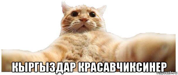  кыргыздар красавчиксинер, Мем   Кэтсвилл