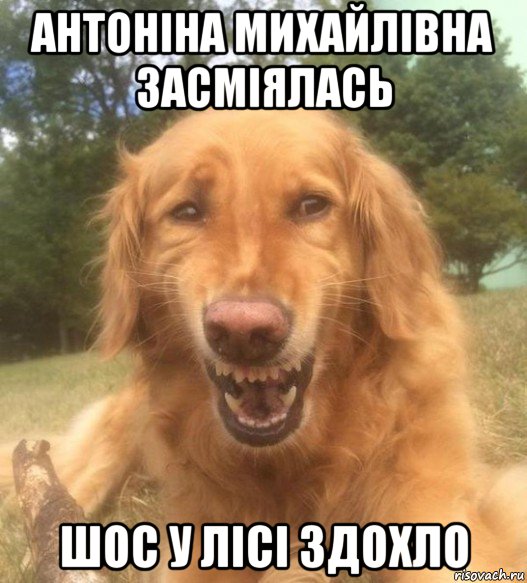 антоніна михайлівна засміялась шос у лісі здохло, Мем   Когда увидел что соседского кота отнесли в чебуречную