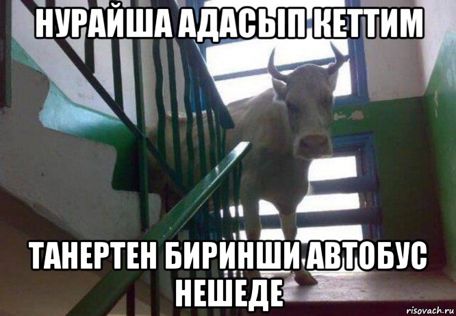 нурайша адасып кеттим танертен биринши автобус нешеде