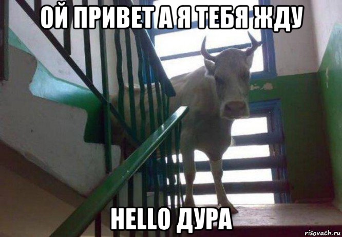 ой привет а я тебя жду hello дура