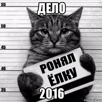 дело 2016, Мем Кот рецидив