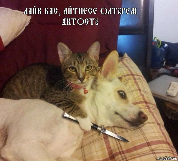 Лайк бас, айтпесе олтiрем актостi 