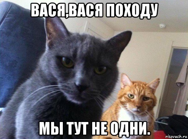 вася,вася походу мы тут не одни., Мем  Два котэ