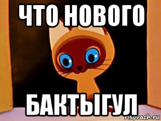 что нового бактыгул, Мем котенок гав