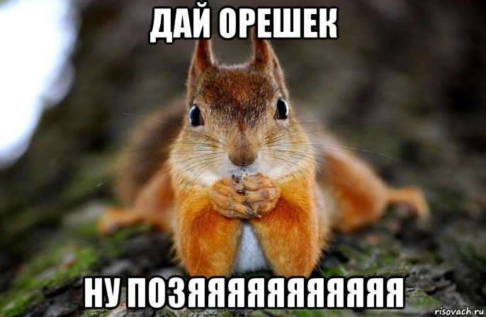 дай орешек ну позяяяяяяяяяяя, Мем Лджлд