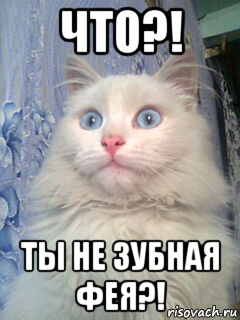 что?! ты не зубная фея?!, Мем Мама мияу