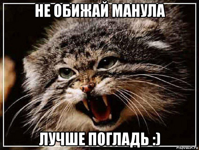 не обижай манула лучше погладь :), Мем манул