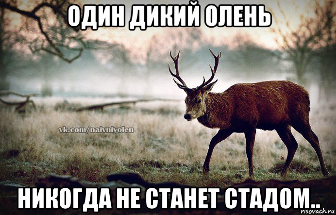 один дикий олень никогда не станет стадом..