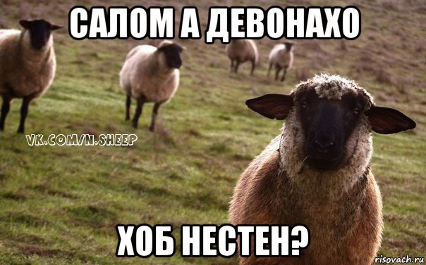 салом а девонахо хоб нестен?