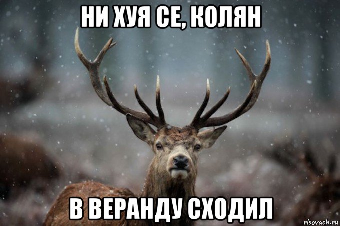 ни хуя се, колян в веранду сходил