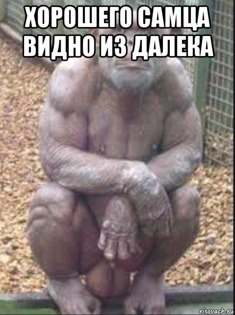 хорошего самца видно из далека , Мем Обезьяна