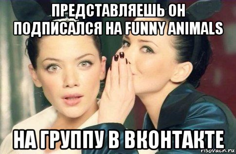 представляешь он подписался на funny animals на группу в вконтакте, Мем  Он