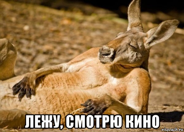  лежу, смотрю кино, Мем Отдыхающий кенгуру