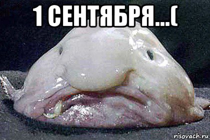 1 сентября...( , Мем Рыба-капля
