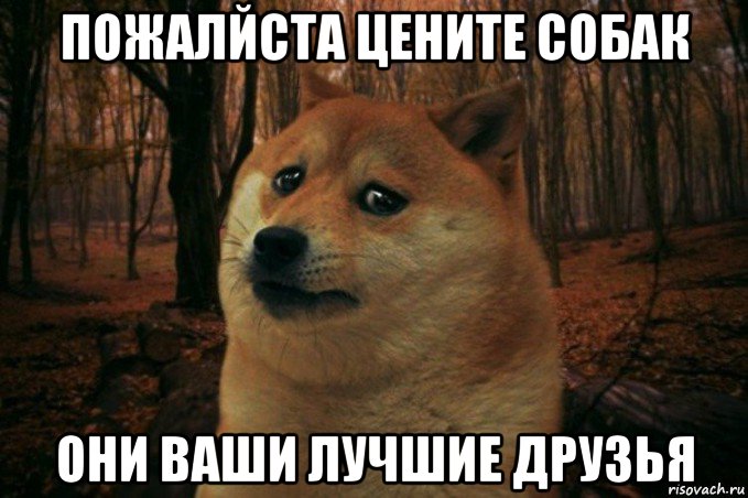 пожалйста цените собак они ваши лучшие друзья, Мем SAD DOGE