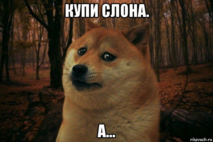 купи слона. а..., Мем SAD DOGE