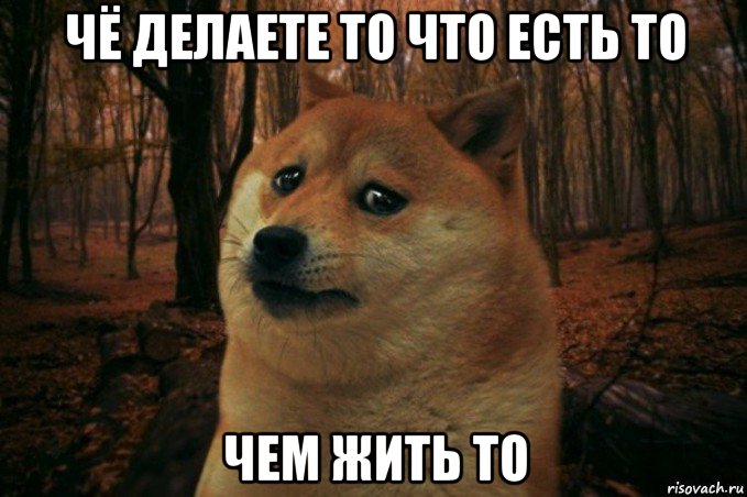 чё делаете то что есть то чем жить то, Мем SAD DOGE