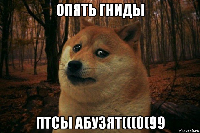 опять гниды птсы абузят(((0(99, Мем SAD DOGE