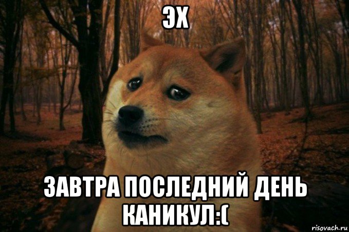 эх завтра последний день каникул:(, Мем SAD DOGE