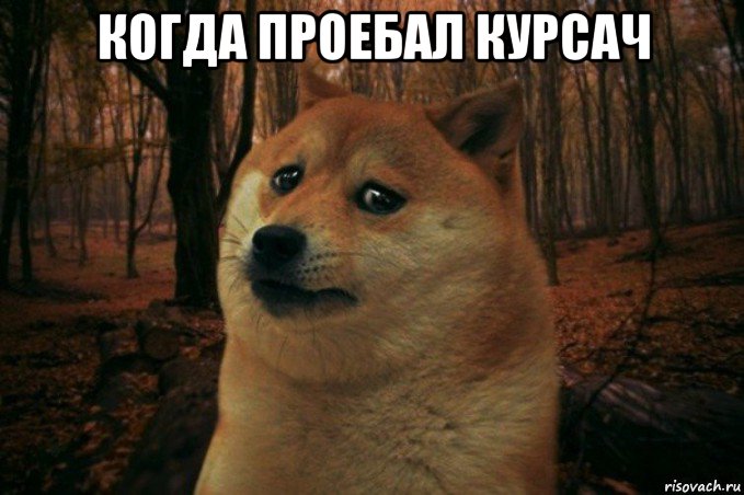 когда проебал курсач , Мем SAD DOGE