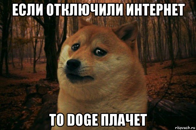 если отключили интернет то doge плачет, Мем SAD DOGE