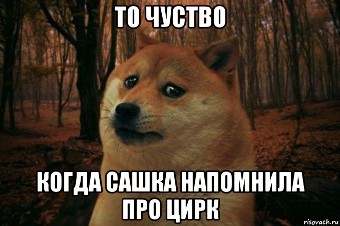 то чуство когда сашка напомнила про цирк, Мем SAD DOGE