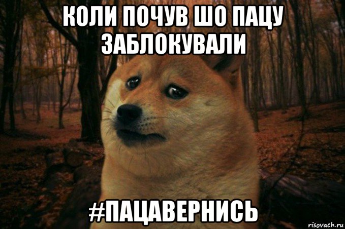 коли почув шо пацу заблокували #пацавернись, Мем SAD DOGE