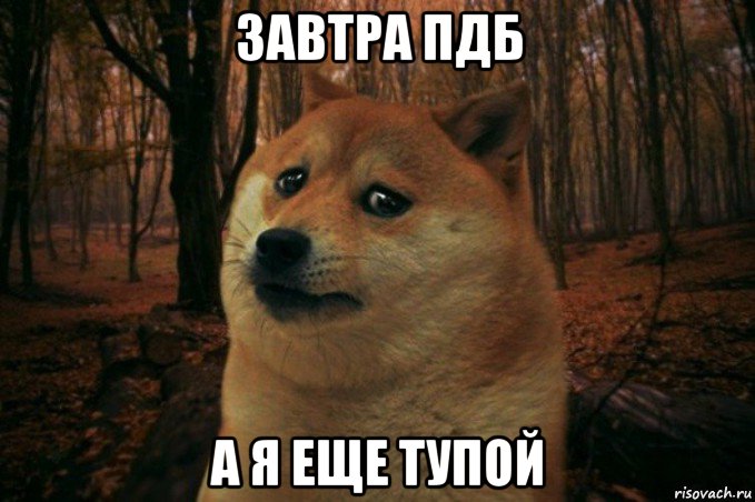 завтра пдб а я еще тупой, Мем SAD DOGE