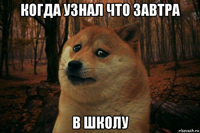 когда узнал что завтра в школу, Мем SAD DOGE