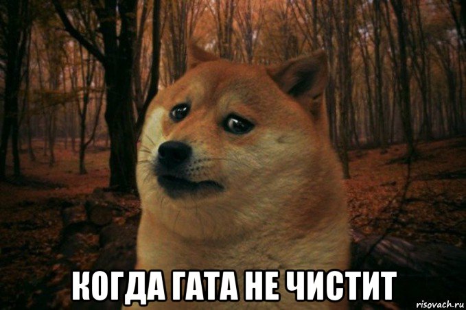  когда гата не чистит, Мем SAD DOGE